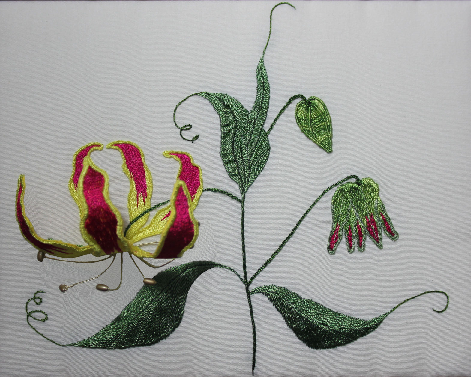 Gloriosa Lily pic