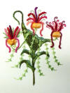 Showgirl Orchids
