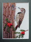 Red Shafted Flicker