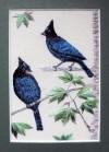 Steller Jays